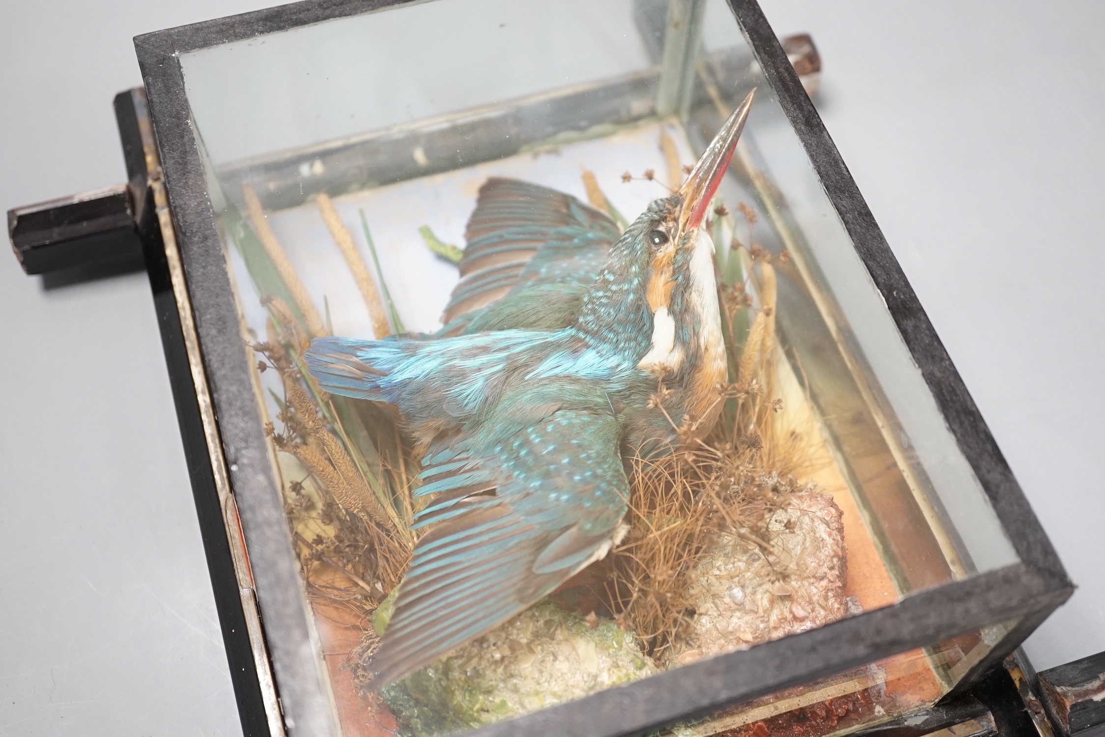 A Victorian taxidermy kingfisher in flight in wooden glazed case, attributed to W.B. Griggs of Manor Park, London - 21 x 16.5cm